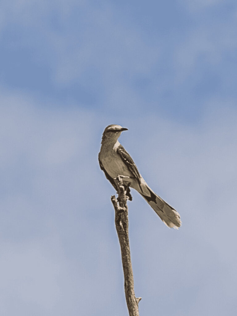 <span data-flowtext="experience.fauna.title" data-flowtext-resolved="experience.fauna.title" data-flowtext-template="span" class="flowtext-wrapper flowtext-span-wrapper">Avistamiento de Flora y Fauna</span>