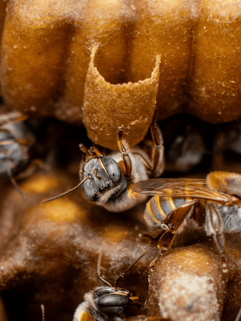 <span data-flowtext="experience.meliponario.title" data-flowtext-resolved="experience.meliponario.title" data-flowtext-template="span" class="flowtext-wrapper flowtext-span-wrapper">Encuentro con la Abeja Sagrada</span>